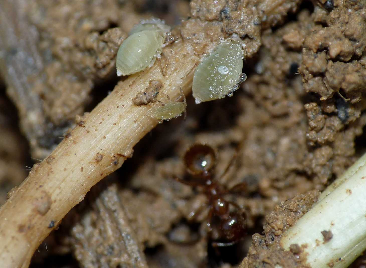 Forda formicaria, ospite formiche Aphaenogaster subterranea